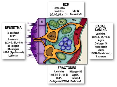 Neural Stem Cell Regulation by Adhesion Molecules Within the Subependymal Niche